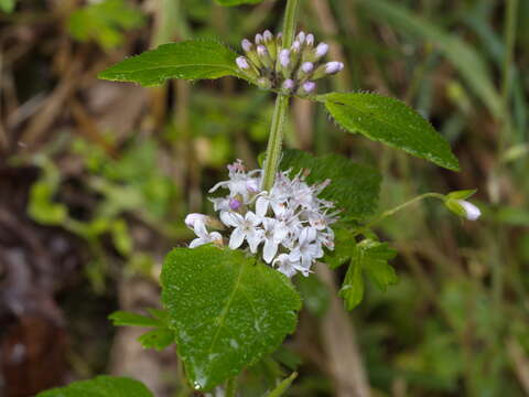 Plancia ëd Mentha laxiflora Benth.