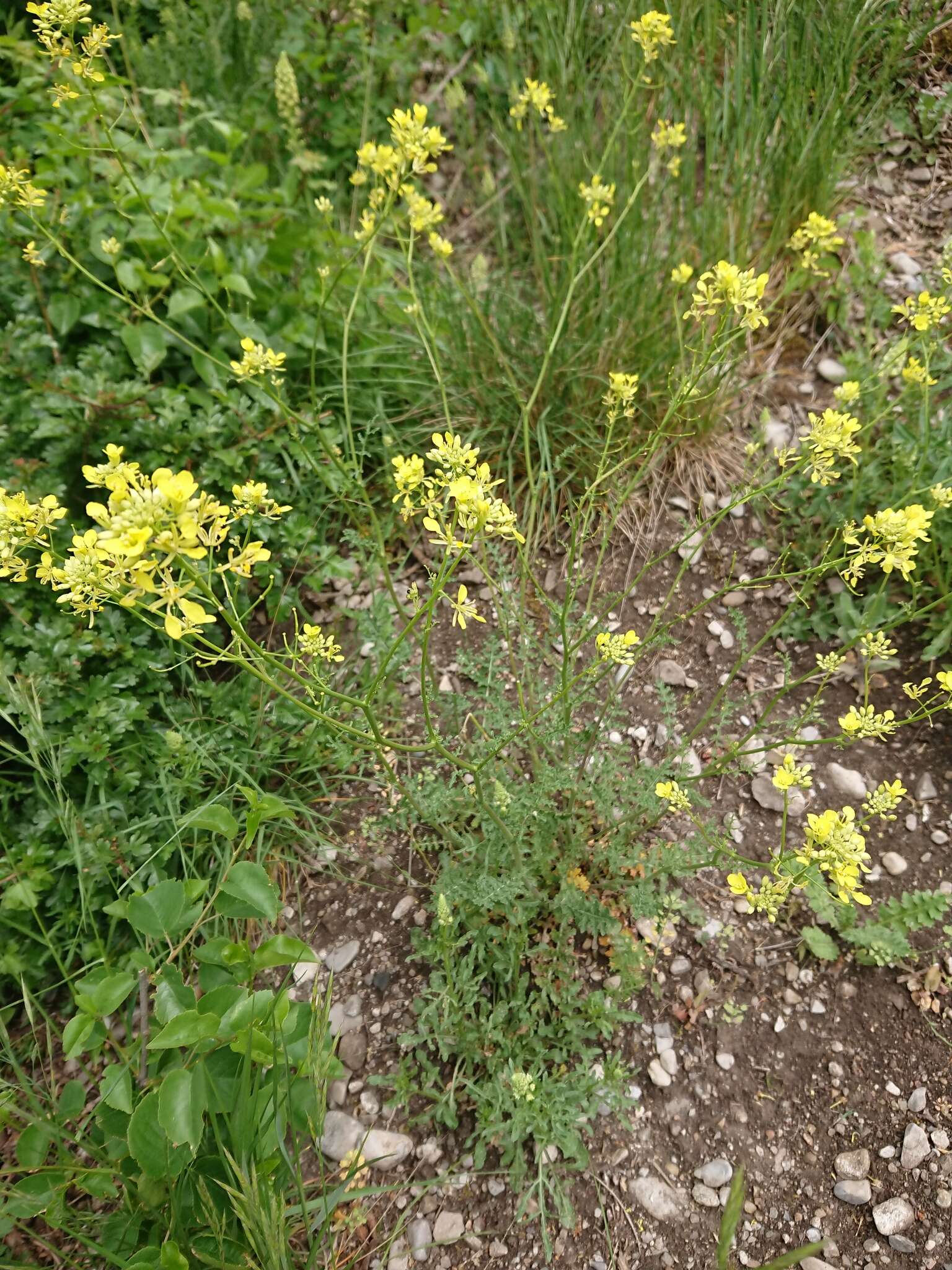 Image of Erucastrum nasturtiifolium (Poir.) O. E. Schulz