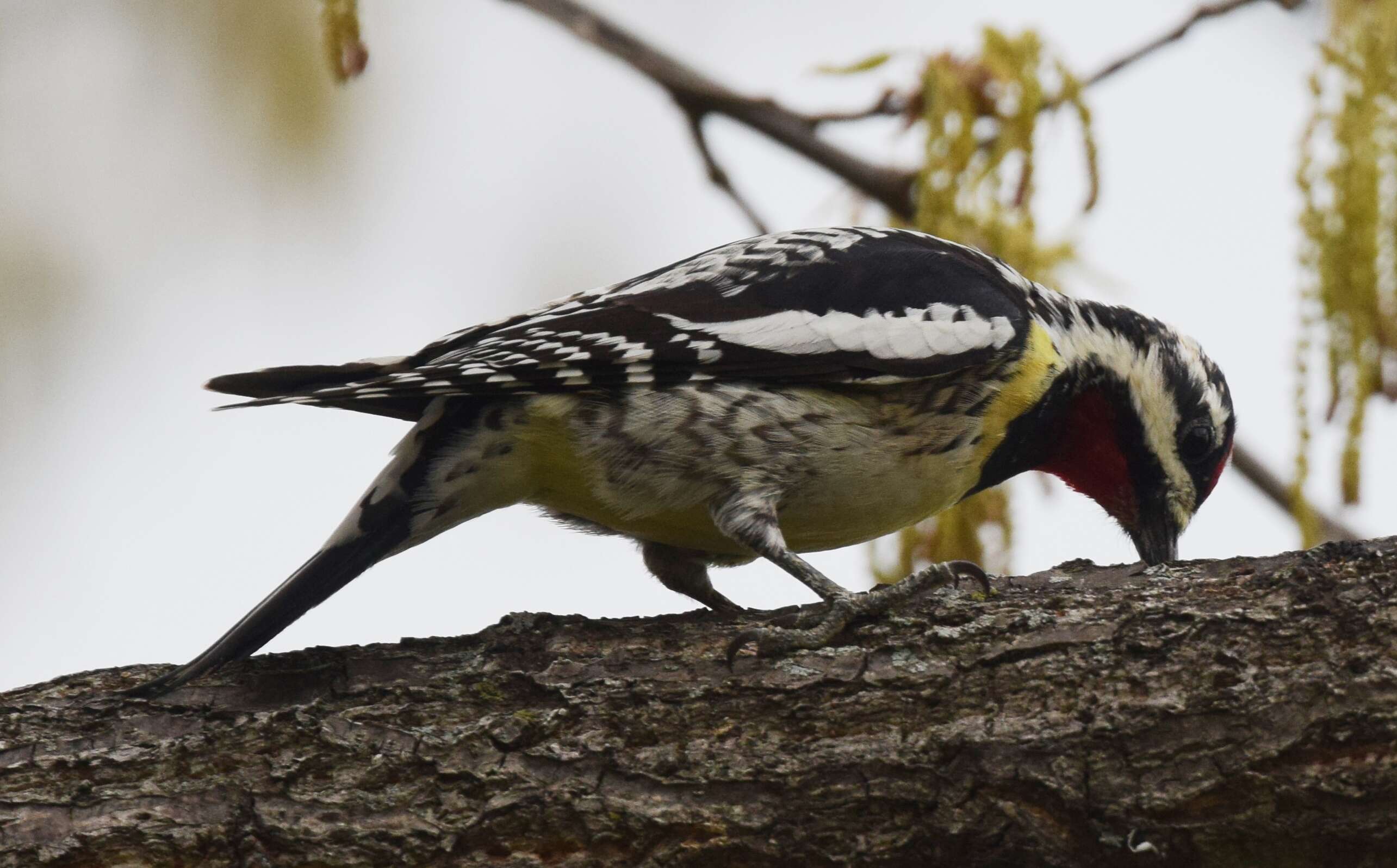 Image of Sapsucker