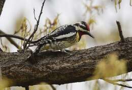 Image of Sapsucker