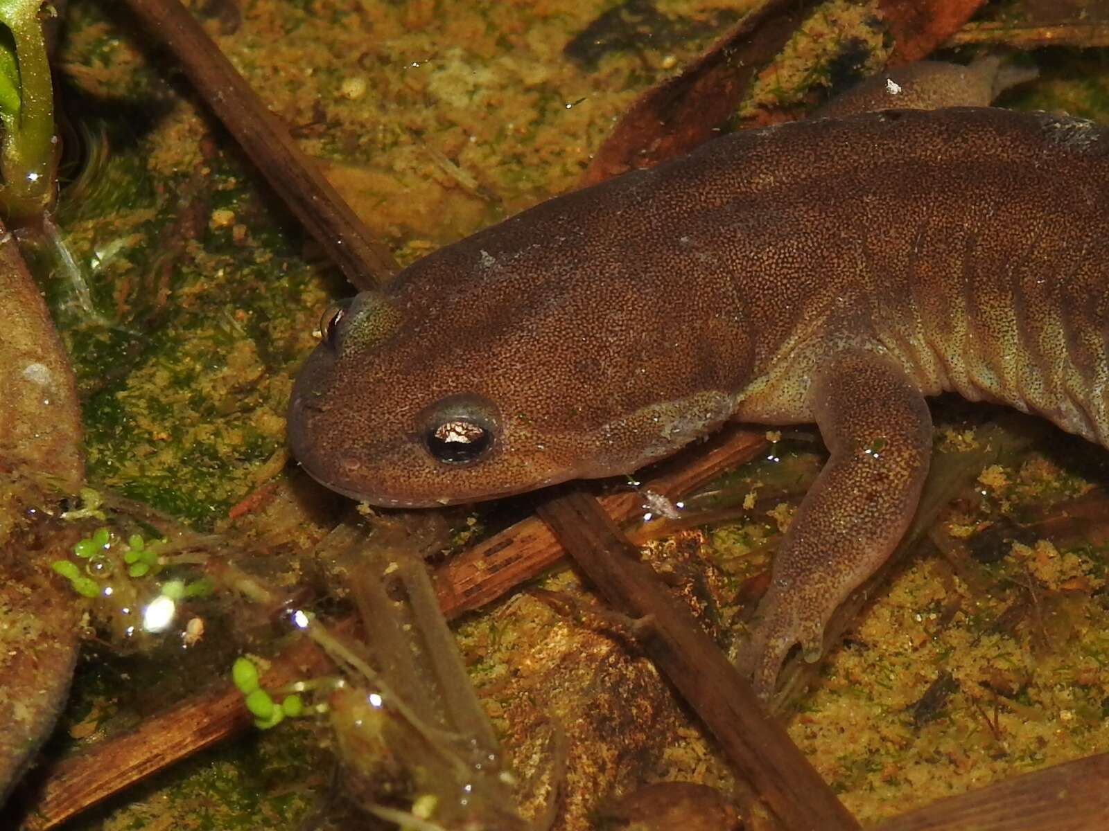 Image of Clouded Salamander