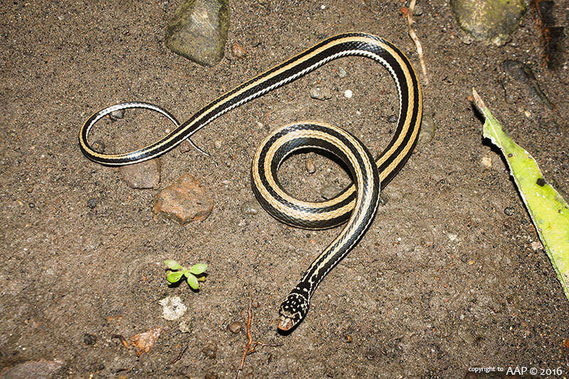 Image of Banded Keelback