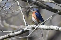 Image of Eastern Bluebird