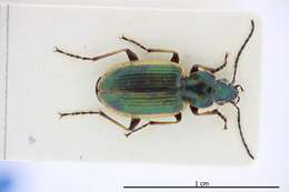 Image of Agonum (Agonum) marginatum (Linnaeus 1758)