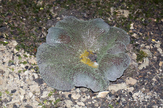 Image of Haddon's Carpet Anemone