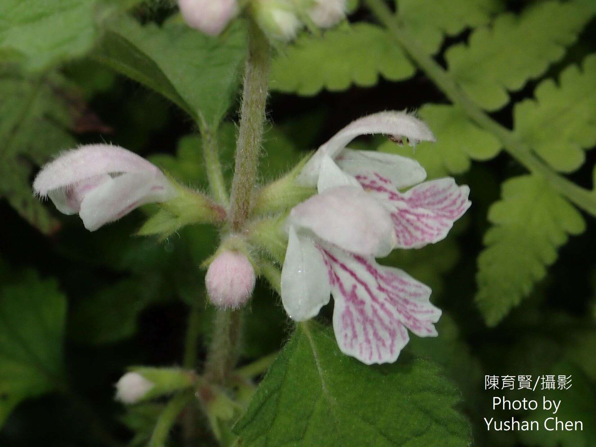 Matsumurella tuberifera (Makino) Makino的圖片