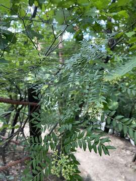 Image of Zanthoxylum schinifolium Siebold & Zucc.