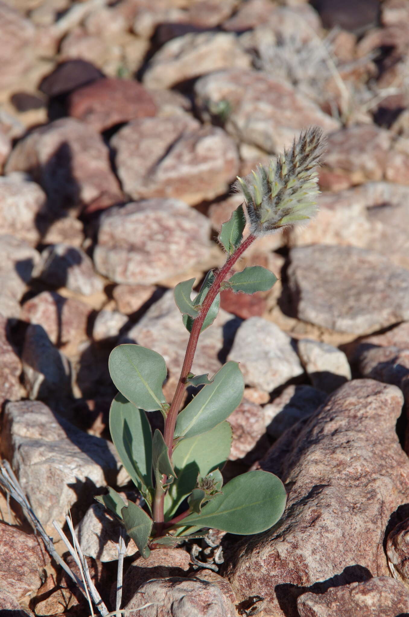 Ptilotus nobilis F. Müll.的圖片