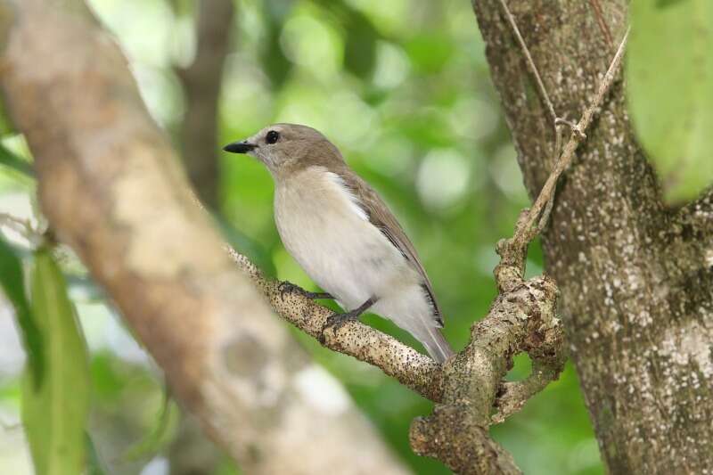 Слика од Pachycephala simplex Gould 1843