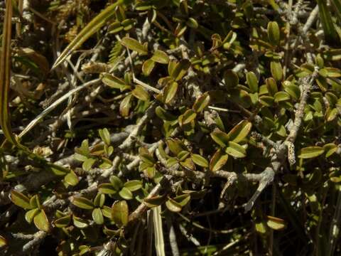 Image of Coprosma crenulata W. R. B. Oliv.