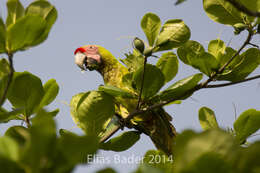 Image of Great Green Macaw