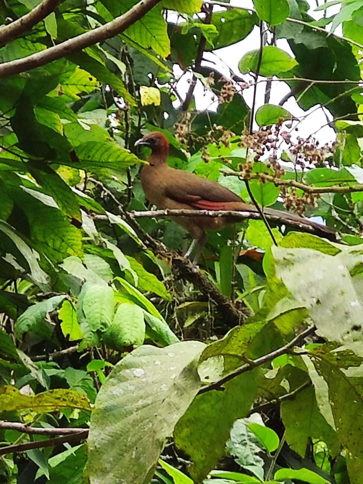 Plancia ëd Ortalis erythroptera Sclater, PL & Salvin 1870