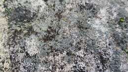 Image of Laurer's thelocarpon lichen