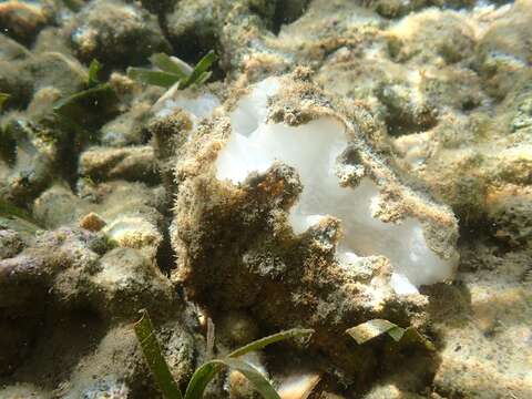 Image of Bear Paw Clam