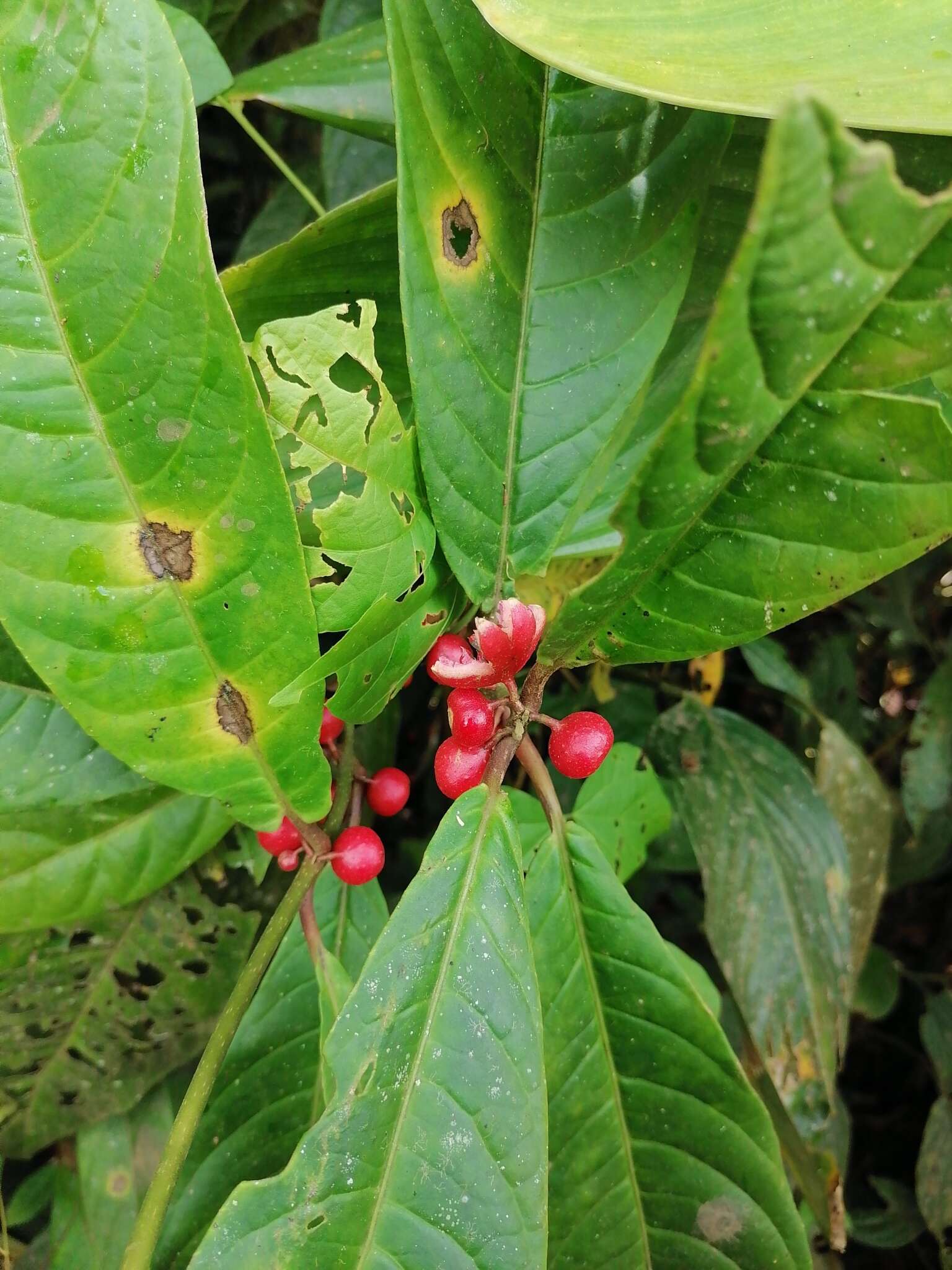 Image de Siparuna guianensis Aubl.