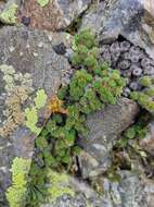 Image of Saxifraga scleropoda Somm. & Levier.