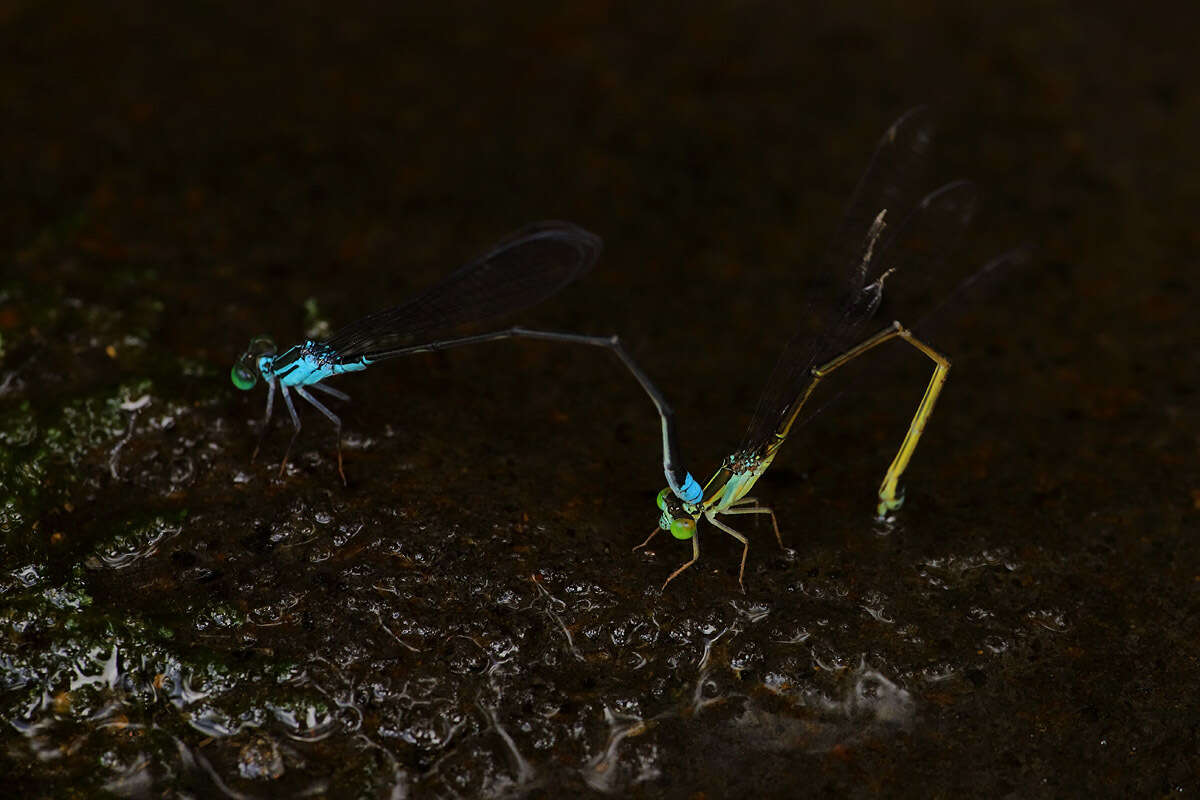 Image of Nesobasis angulicollis Tillyard 1924