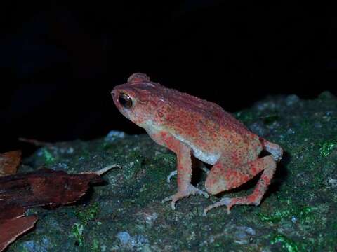 Ingerophrynus parvus (Boulenger 1887) resmi