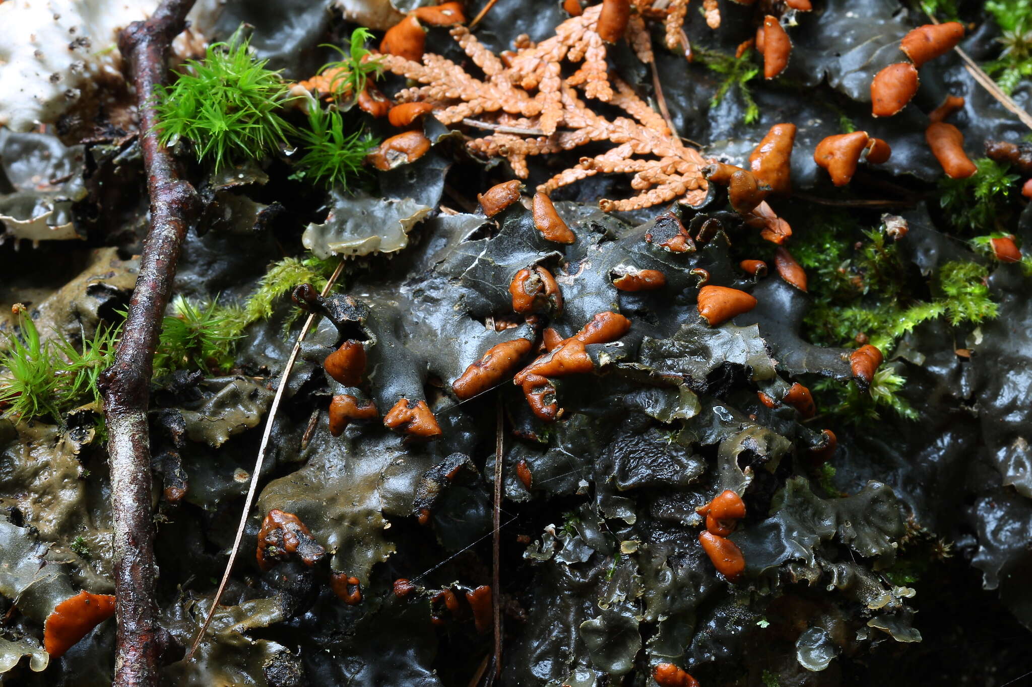 Image of Elizabeth's felt lichen