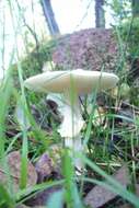 Image of False deathcap