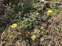 Image of Mountain Alyssum