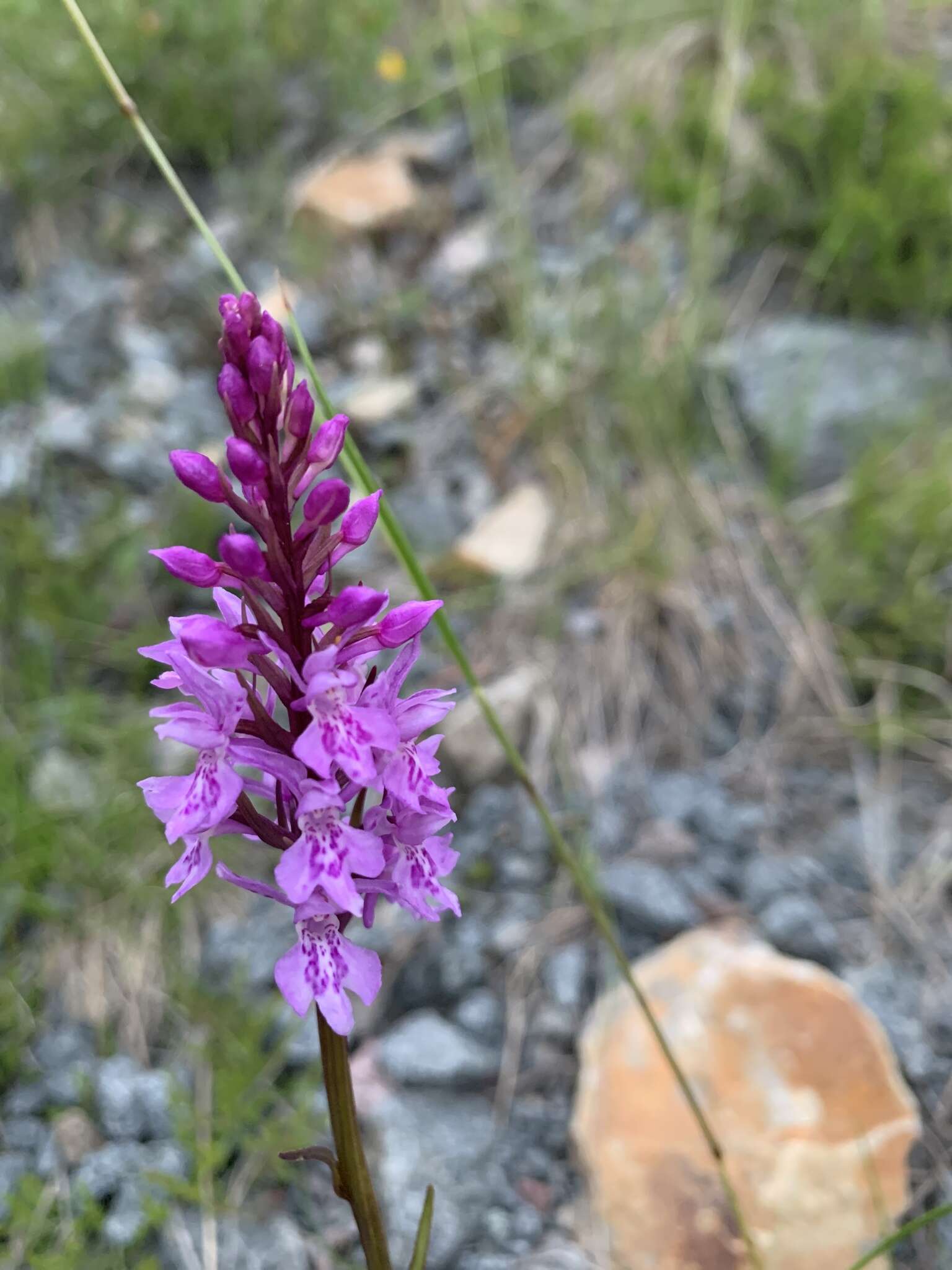 Image de Dactylorhiza maculata subsp. maculata