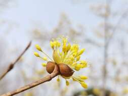 Plancia ëd Cornus officinalis Siebold & Zucc.