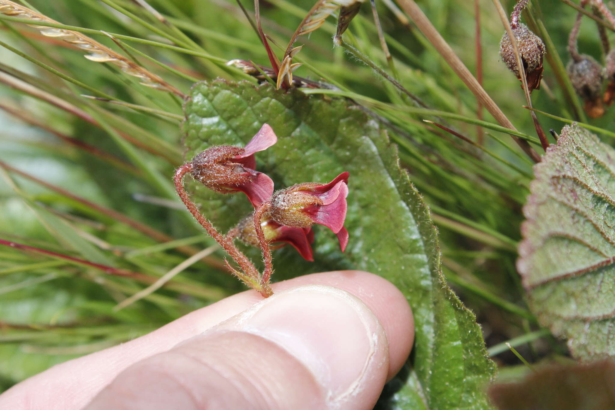 Hermannia woodii Schinz的圖片