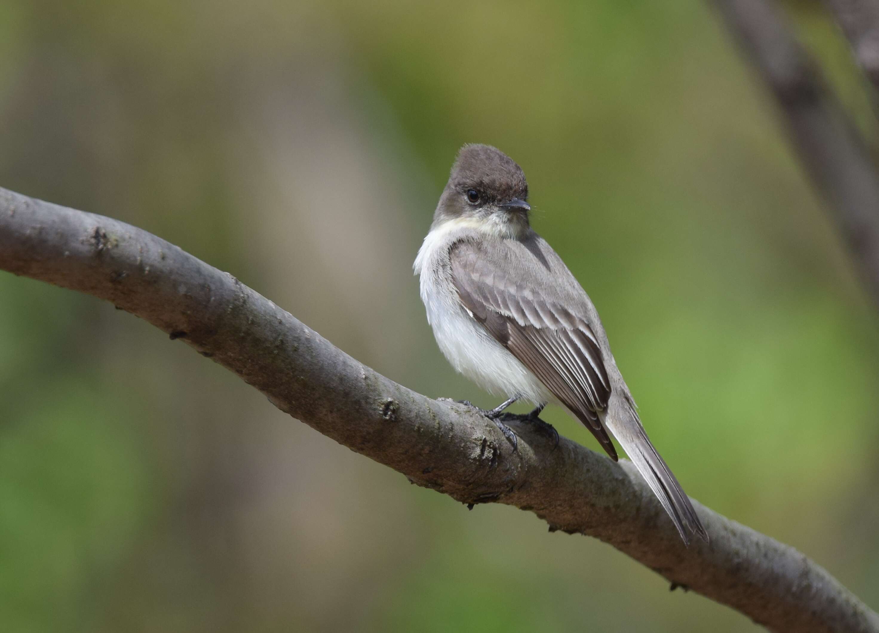 Image of Eastern Phoebe