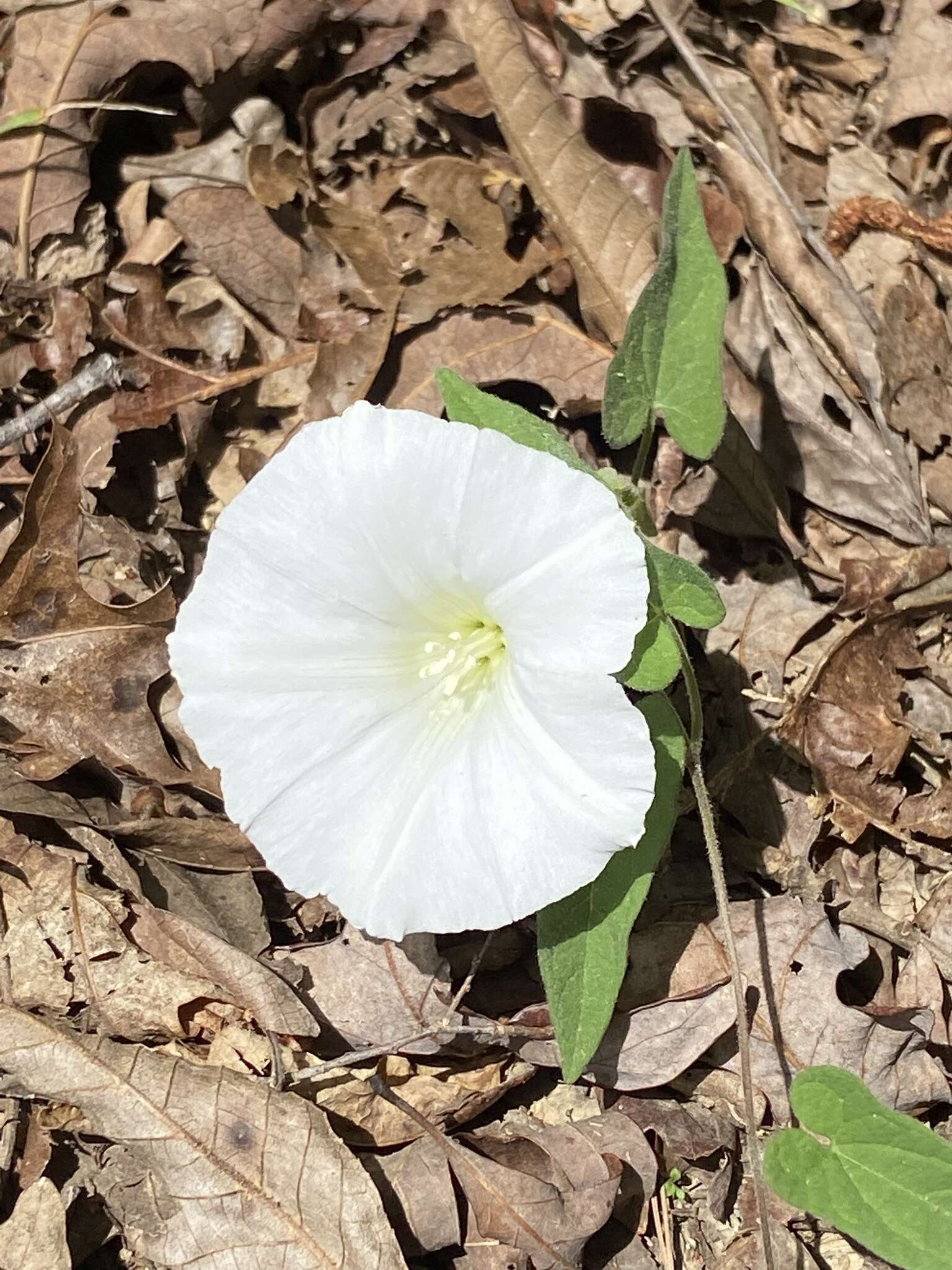 Image of Catesby's false bindweed