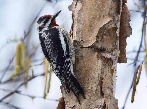 Image of Sapsucker