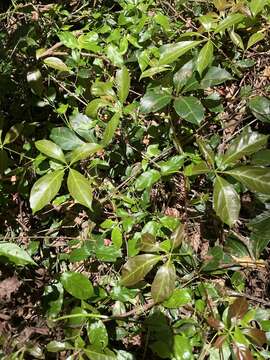 Image of Nothocissus sterculiifolia (F. Müll. ex Benth.) Latiff