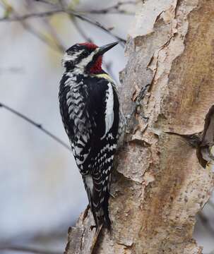 Image of Sapsucker