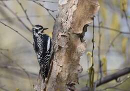 Image of Sapsucker