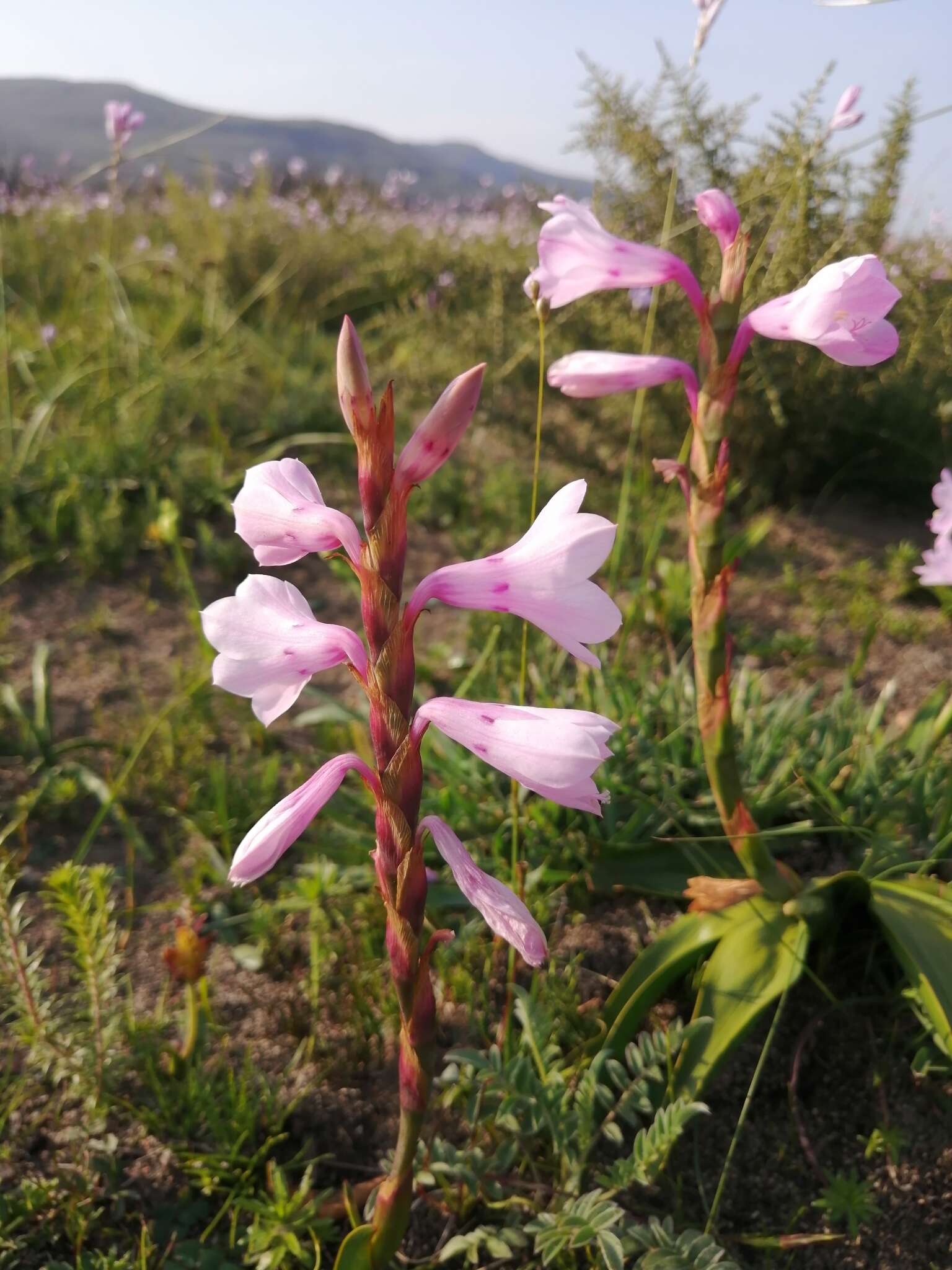 Image of Watsonia laccata (Jacq.) Ker Gawl.