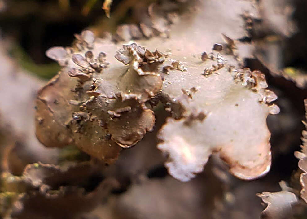 Image of Swiss kidney lichen