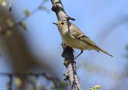 Image of goldcrests and kinglets