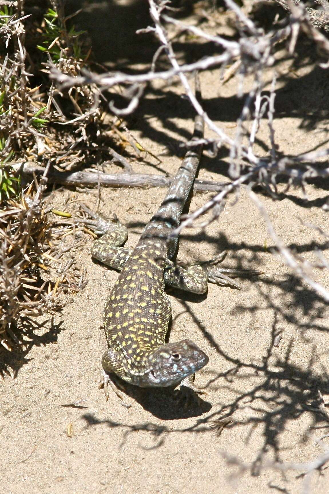 Liolaemus melanops Burmeister 1888 resmi