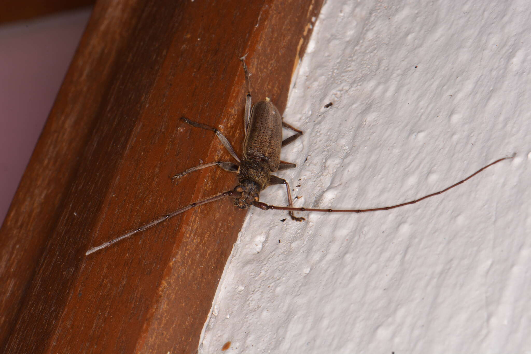 Image of Long-horned beetle