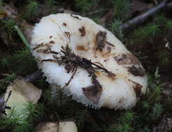 Image of Lactarius aquizonatus Kytöv. 1984