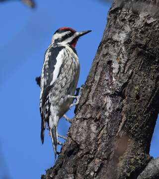 Image of Sapsucker