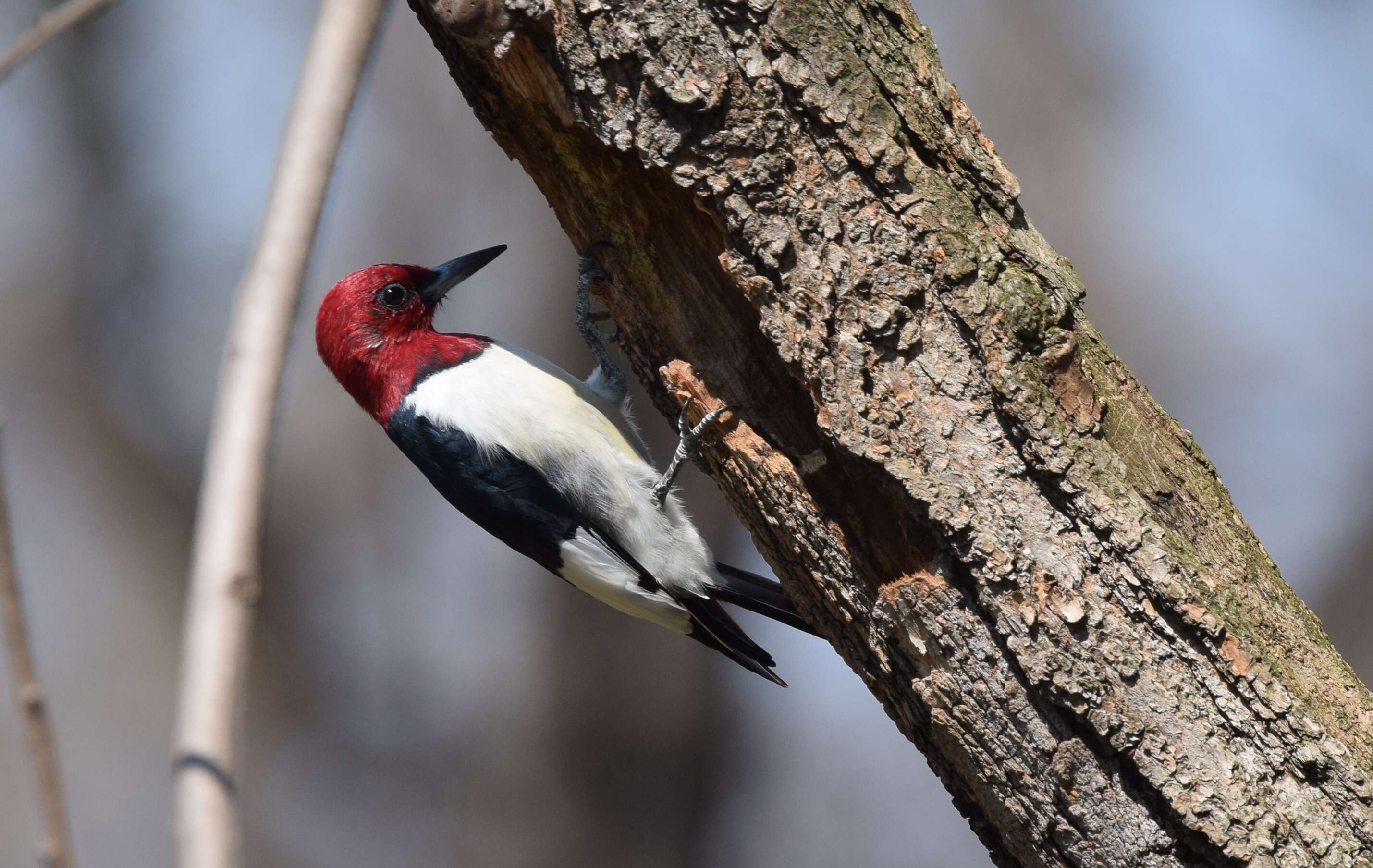 Image of Red-headed Woodpecker