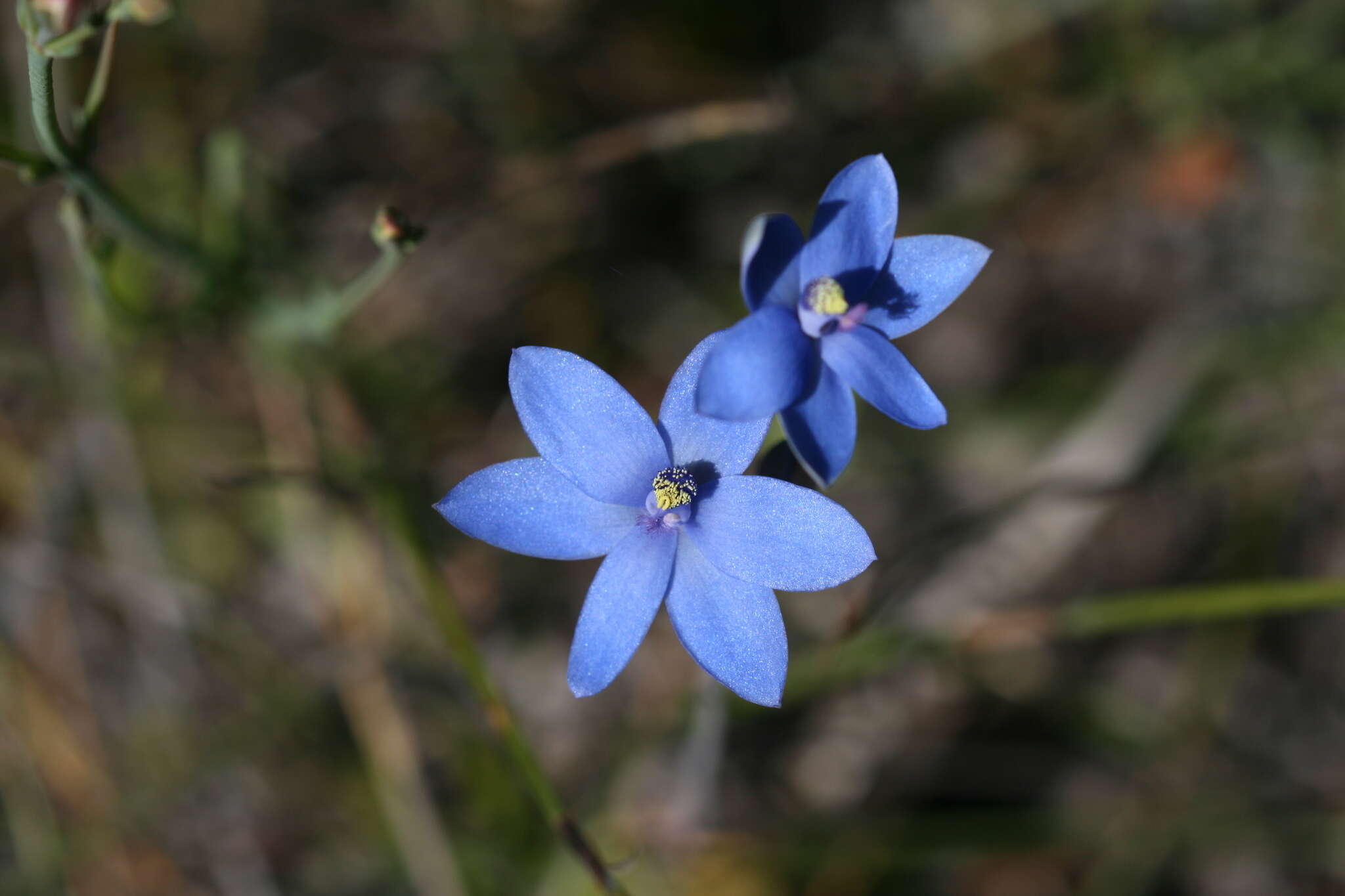 Image de Thelymitra crinita Lindl.