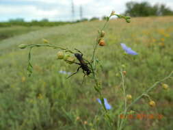 Слика од Prionyx subfuscatus (Dahlbom 1845)