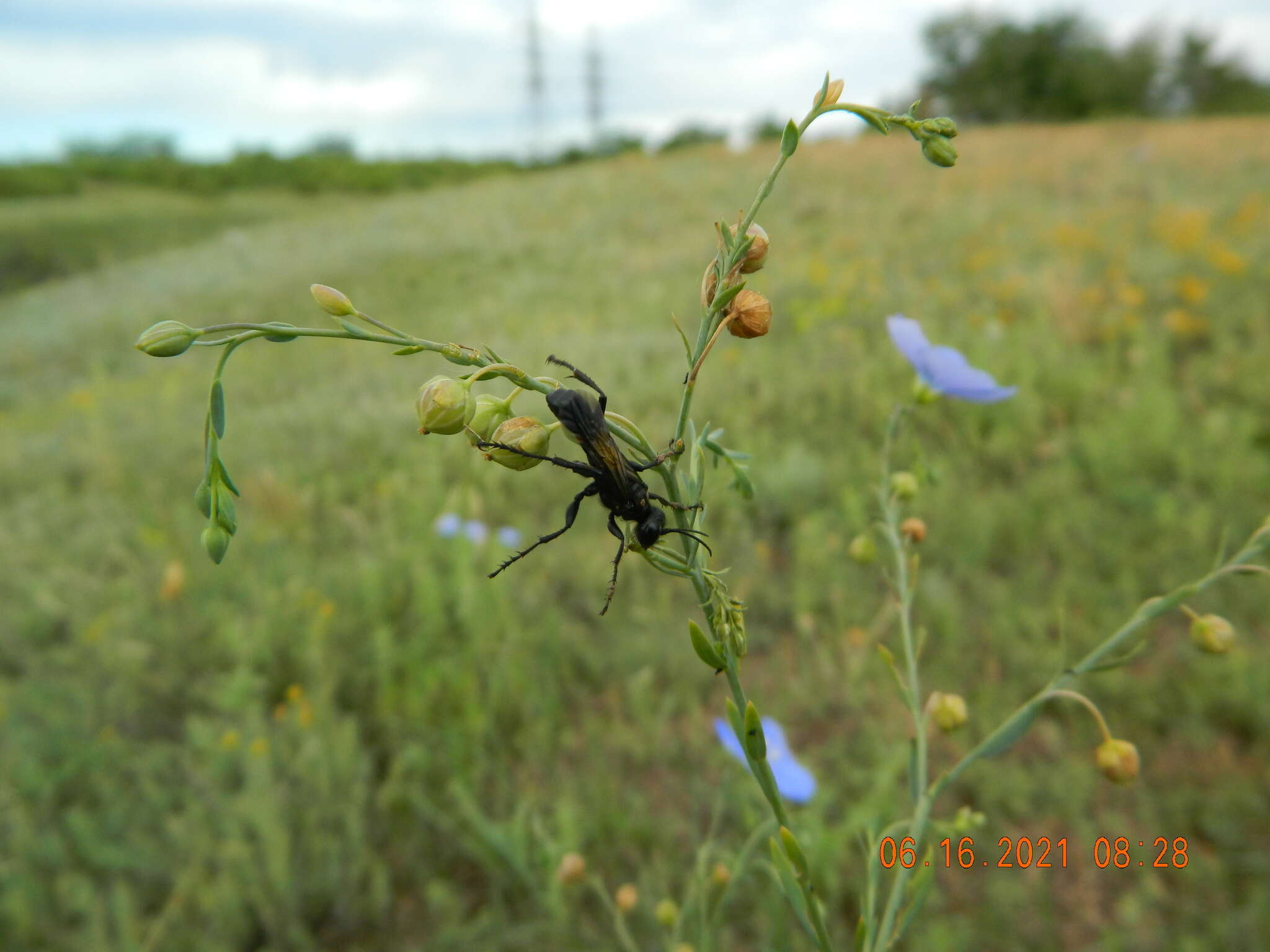 Image of Prionyx subfuscatus (Dahlbom 1845)