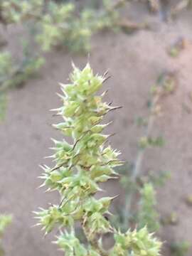 Image of Salsola squarrosa