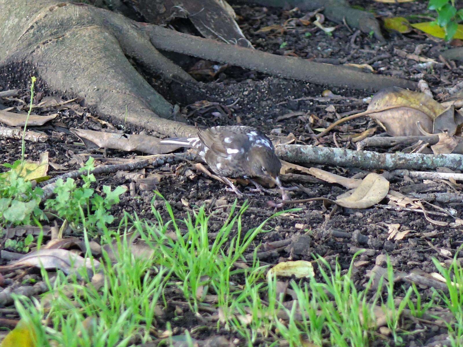 Turdus merula merula Linnaeus 1758 resmi