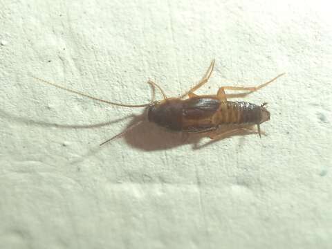 Image of Myrmecoblatta