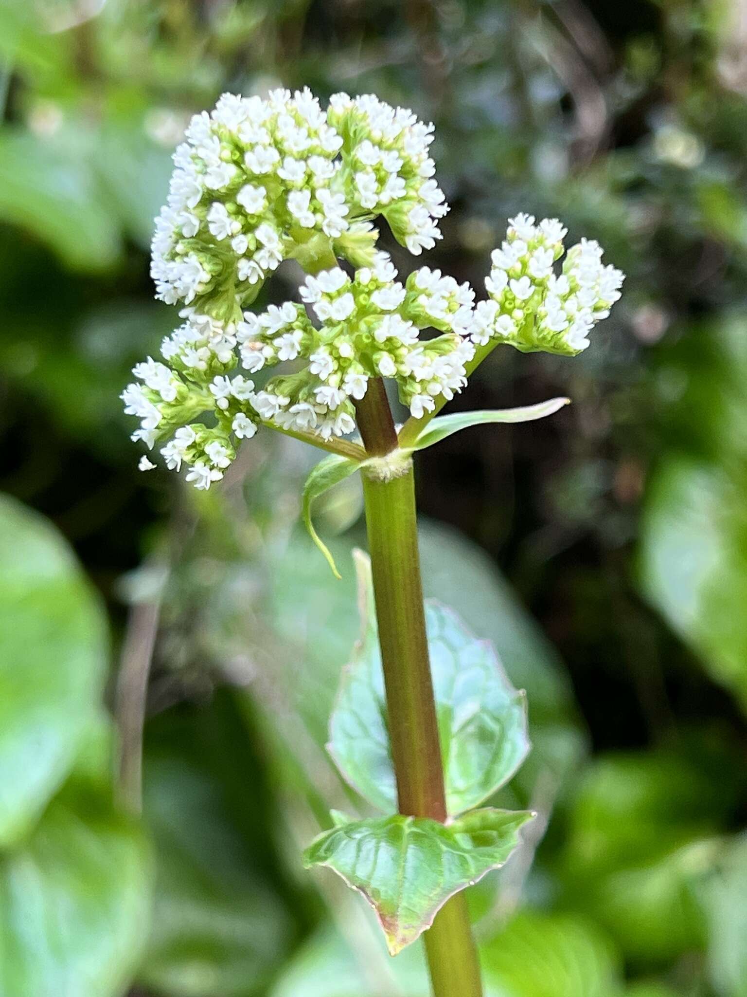 Image of Valeriana lapathifolia Vahl