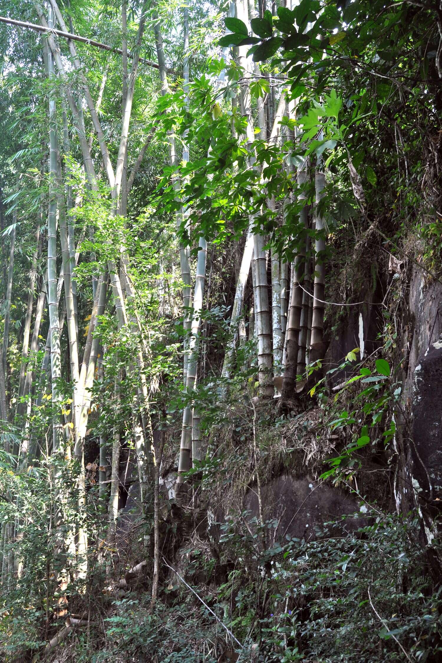 Sivun Dendrocalamus asper (Schult. fil.) Backer kuva